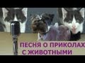 Приколы с животными - песня про приколы с животными 