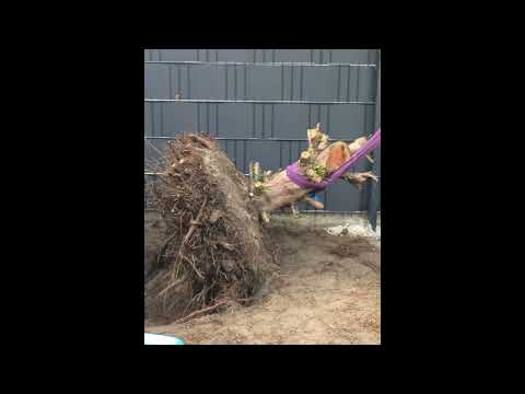 Eiben-Rettungsaktion in Nachbars Garten