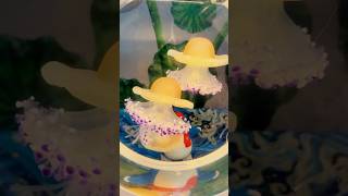 Download lagu TAKUT UBUR-UBUR GAK? #shorts mp3 Download lagu TAKUT UBUR-UBUR GAK? #shorts mp3