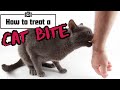 How To Treat A Cat Bite Quickly And Safely Essential First Aid Tips