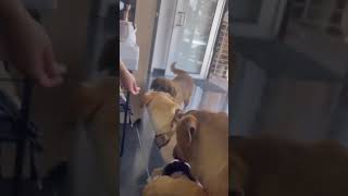 Video preview image #1 Labrador Retriever-Unknown Mix Puppy For Sale in Escondido, CA, USA