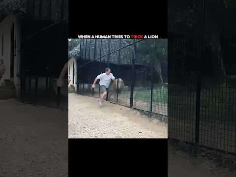 A Human Failed to Trick a Lion… But This Gazelle Did! #trending #animals #wildlife #youtubeshorts
