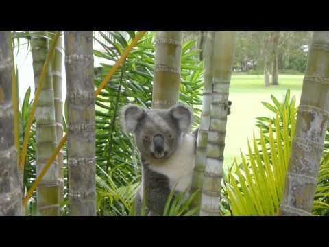 Kenny the Koala