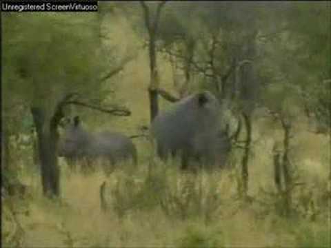 WildEarth Djuma Elephants, Rhino & Buffalo, Giraffe