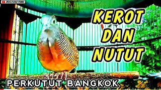 Download lagu Perkutut bangkok BIRAHI‼️KEROT dan NUTUT cocok untuk PANCINGAN. mp3 Download lagu Perkutut bangkok BIRAHI‼️KEROT dan NUTUT cocok untuk PANCINGAN. mp3