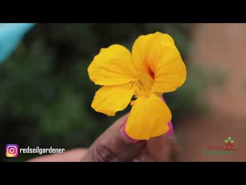 , title : 'Growing Nasturtium - A Must have in your Garden!  Tips on Plant Care and Collection of Seeds'