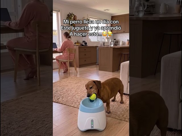 Vídeo relacionado con Doggie Dooley Pelota para perros prácticamente indestructible, juguete interactivo de plástico duro de 14 pulgadas para razas grandes de más de 75 libras, construido para pastoreo y juego de empuje
