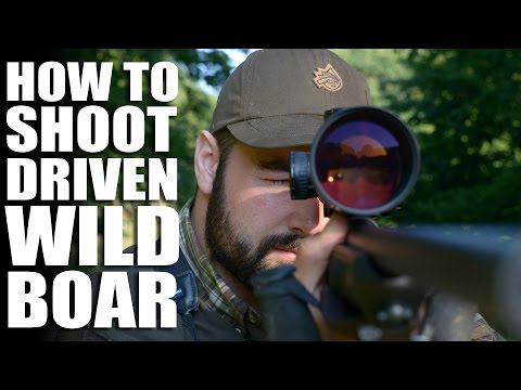 How to Shoot Driven Wild Boar How to Shoot Driven Wild Boar