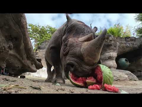 Watch A Rhino Demolish A Whole Watermelon With One Squish