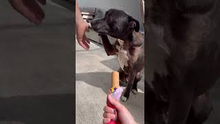 #オーストラリア#Australia#ブリスベン#brisbane #犬#dog