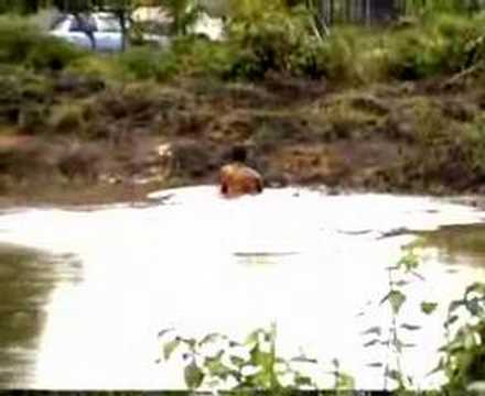 Jen Endoro - Pok Nik Man Gi Jalo