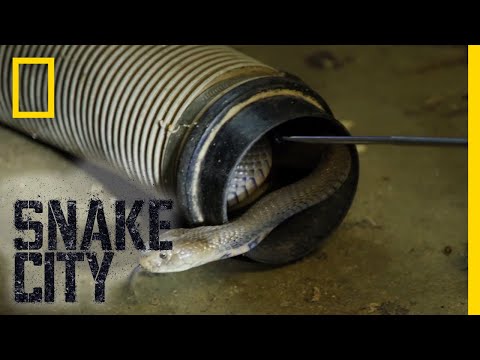 The Dangers of the Mozambique Spitting Cobra | Snake City
