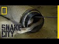 The Dangers Of The Mozambique Spitting Cobra Snake City