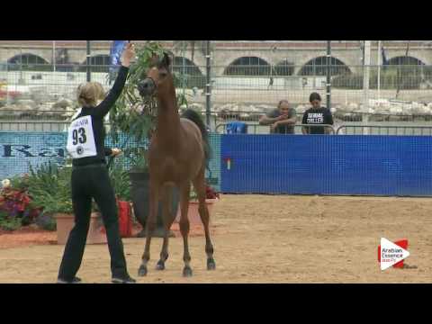 N.93 CYCLONE OS - Menton 2016 - Yearling Colts (Class 6A)