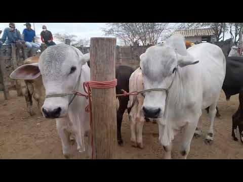 Feira de gado em tabira Pernambuco dia 10/12/2025