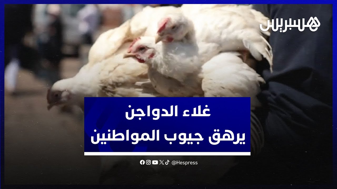 ارتفاع أسعار الدواجن.. مواطنون وباعة يطرحون المقاطعة كحل لمواجهة الغلاء الفاحش thumbnail