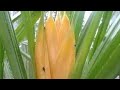 Poojaku Panikirani Mogali Puvvu Iavpuranas Amaravathipuranas Puranasamaravathi