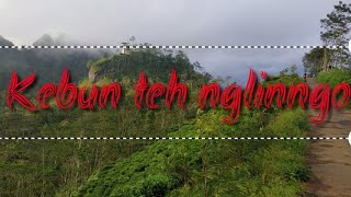 preview picture of video 'suasana wisata Kebun teh nglinggo kulonprogo jogjakarta#jalanjalan'