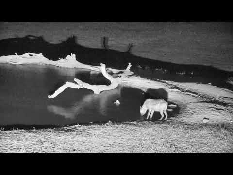 Djuma: Lone Hyena drinking - 09/26/18