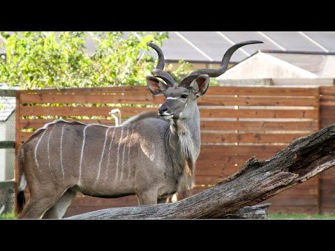 IUCN分類における絶滅の危険性を示す図。