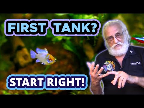3 Things You MUST DO RIGHT in Your New Aquarium #firstaquarium