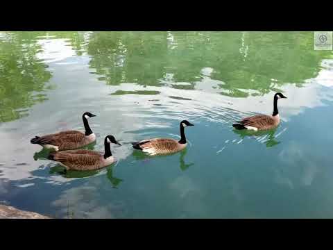 Venez découvrir un très beau parc à Laval (Canada)
