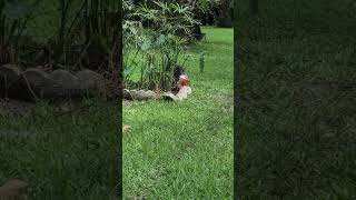Video preview image #1 Beagle Puppy For Sale in Dunnellon, FL, USA