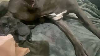 American Staffordshire Terrier Puppies Videos