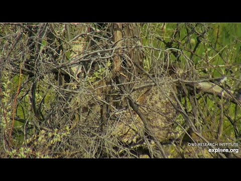 Great Horned Owl @Roger’s Place - 5/26/2022 - Cam Shows whereabouts of #1 Fledgling and Mama Owl
