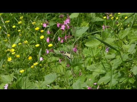 Liljan  (Lily) - Maria Kalaniemi & Eero Grundström