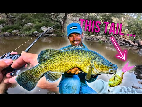 Murray Cod Fishing Wild River cod!