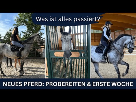 NEW HORSE | TRIAL RIDING & OUR FIRST WEEK | ANJA FEE