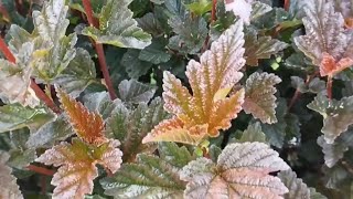 Tranquil relaxation music. Surrender to the vibrant green whispers of spring
