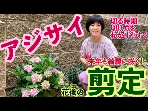 冬の終わりにアジサイを剪定する方法のビデオ説明書