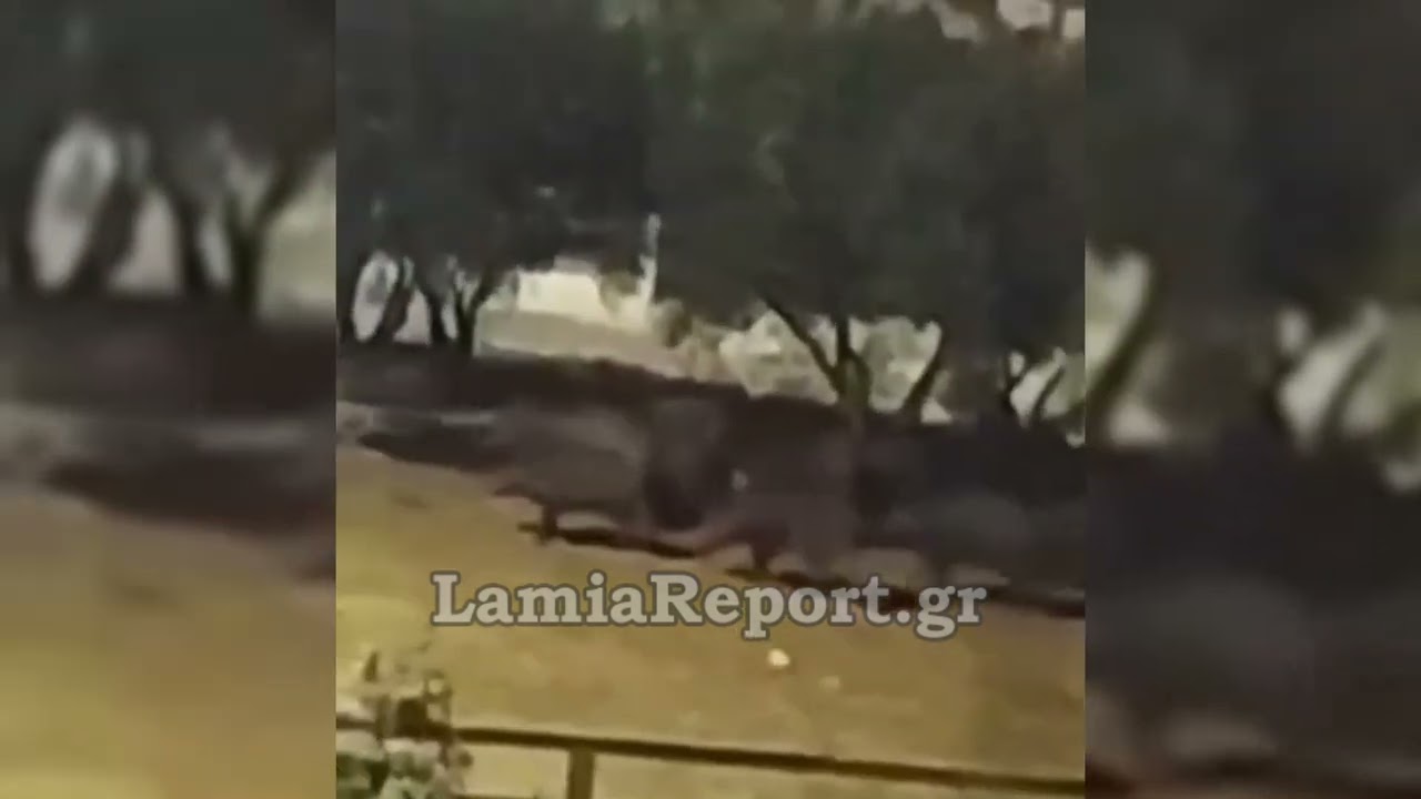 Lamia: Wildschweine laufen ruhig durch die Straßen der Stadt