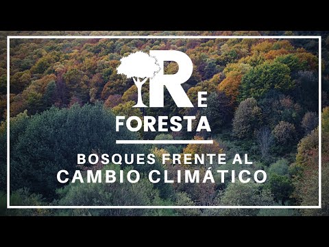 El mayor proyecto de reforestación de España se inicia en Las Hurdes | Territorio Extremadura