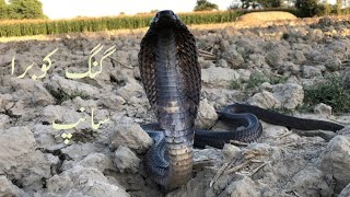 kheton Mein Baitha tha Indian king cobra snake 🐍😱🫣 | Snake Man