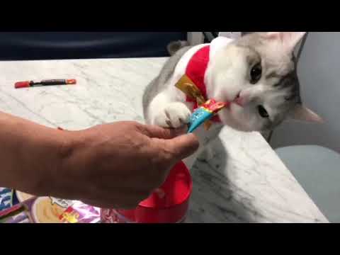 Erica Tam-CIAO 日本第一銷量貓小食 超級貓模短片大賽