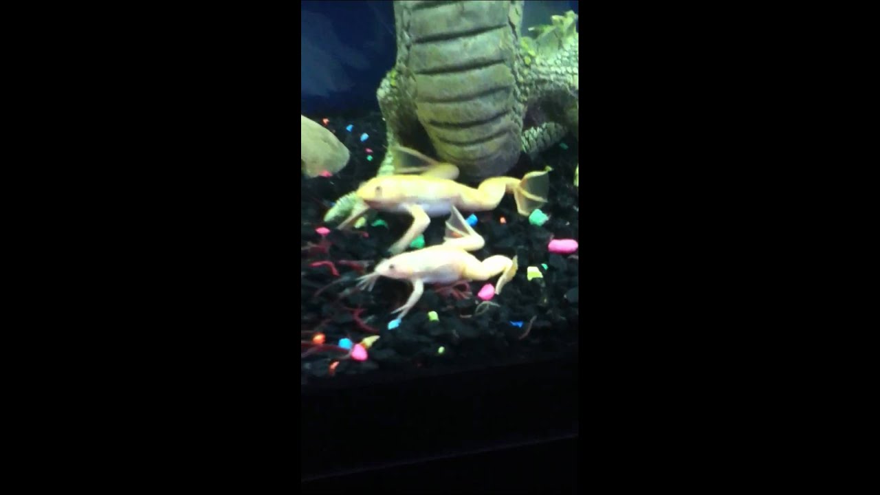 My two albino African clawed frogs pt.1