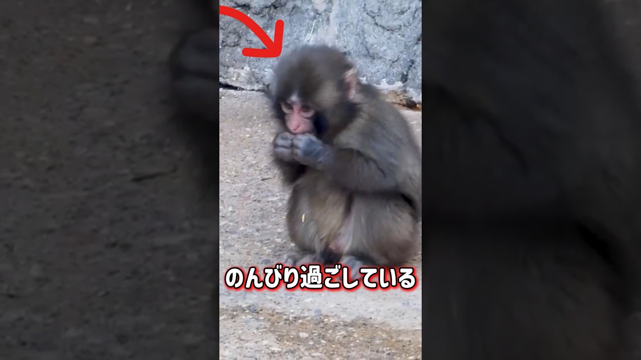 パンチが一番大好きな遊び道具