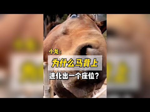 馬背上的構造秘密：為什麼天生適合人類騎乘？ #科普