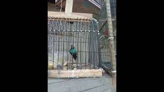 Download lagu suara pikat dan masteran kolibri wulung dijamin kowul lain dengar ini langsung nyaut mp3 Download lagu suara pikat dan masteran kolibri wulung dijamin kowul lain dengar ini langsung nyaut mp3