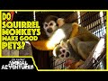 Do SQUIRREL MONKEYS Make Good PETS