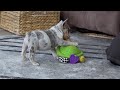 French Bulldog dogs for sale: Bella - Video 1