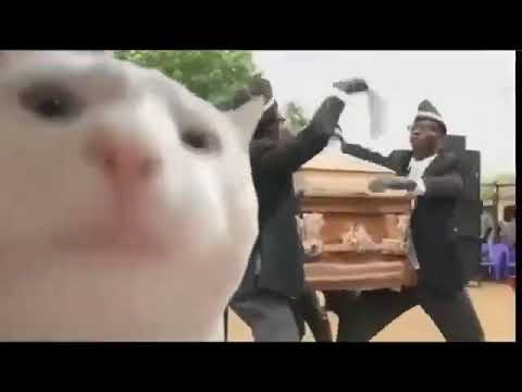 Cat vibing to Coffin Dance | Astronomia