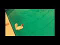 Can Chickens Swim