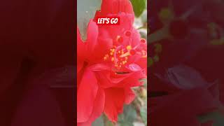 Download lagu let's go #jobbiehebriovlogs mp3 Download lagu let's go #jobbiehebriovlogs mp3