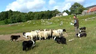 preview picture of video 'Badenoch Sheepdogs'