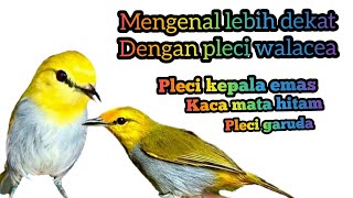 Download lagu Seputar pleci wallacea || kepala mas || kaca mata hitam mp3