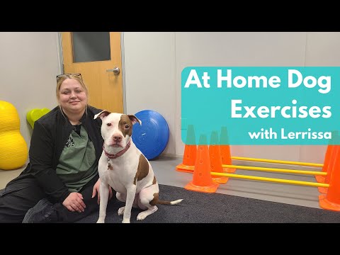 At Home Dog Exercises with Lerrissa